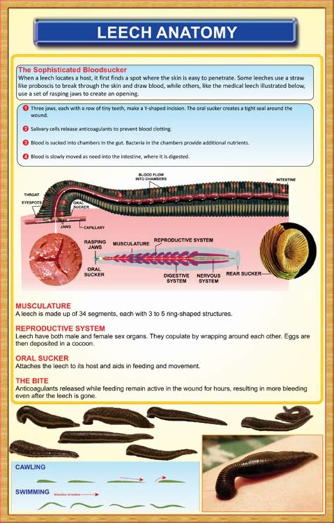 Leech-Anatomy – Iqbal Scientific Store