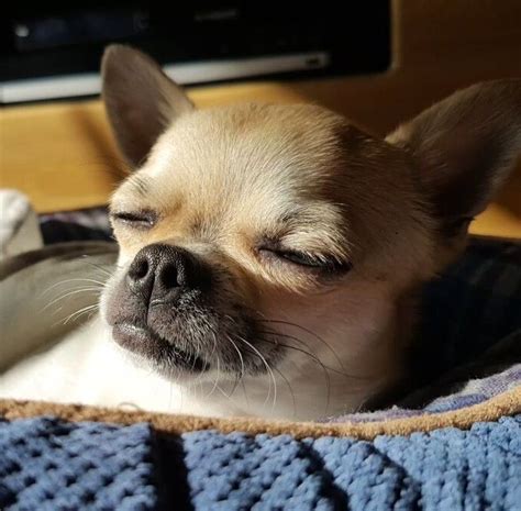 Sleepy Chihuahua. 🌙 | Chihuahua puppies, Cute dog pictures, Chihuahua love