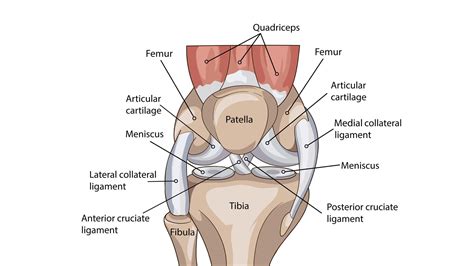 Drawer Test for ACL and PCL in the Knee - Pilates Therapy