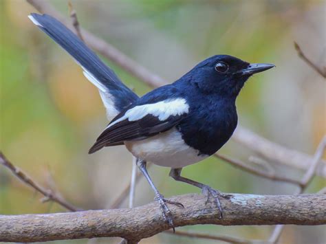 Madagascar Magpie-Robin - eBird