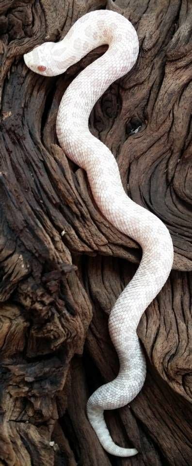 Baby Snow Western Hognose Snakes