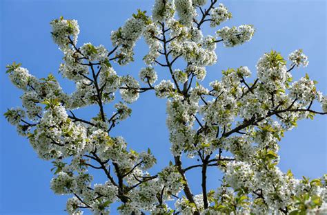 What Is Plum Tree White Flowers? Types & How To Take Care It