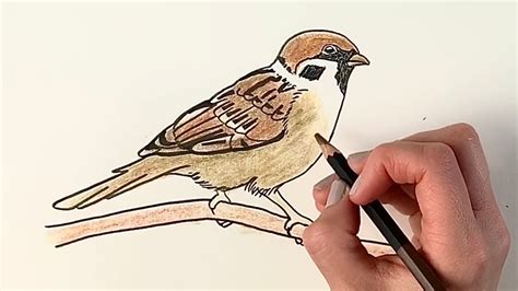 How to draw a sparrow sitting on a branch step by step - YouTube