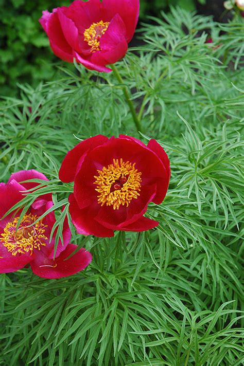 Fernleaf Peony (Paeonia tenuifolia) in Edmonton St Albert Sherwood Park Stony Plain Alberta AB ...