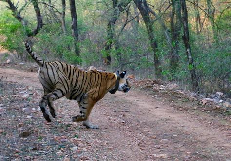 SARISKA NATIONAL PARK (2024) All You Need to Know BEFORE You Go (with Photos) - Tripadvisor