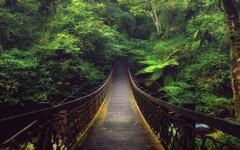 Forest Bridge | HDwallpaperUP | Beautiful landscapes, Landscape, Nature