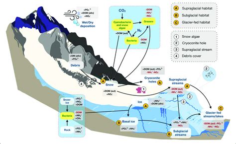 | A conceptual diagram of habitats and nutrient dynamics in mountain ...