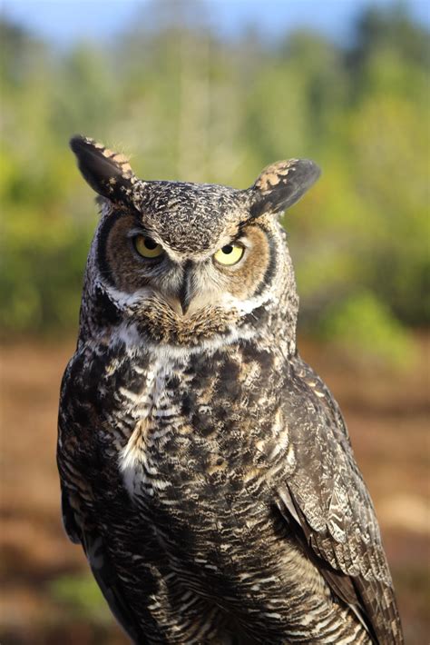 Owlison (Great Horned Owl) – Alaska Raptor Center