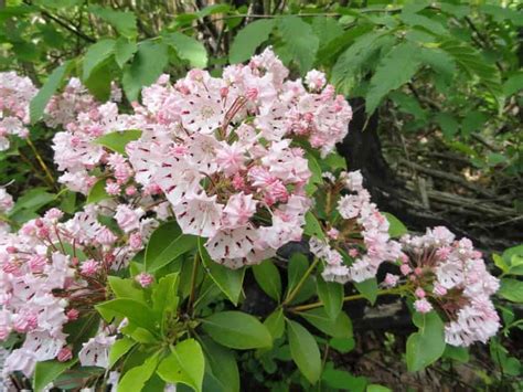 Elf Dwarf Mountain Laurel, Kalmia Latifolia 'Elf', Monrovia Plant | lupon.gov.ph