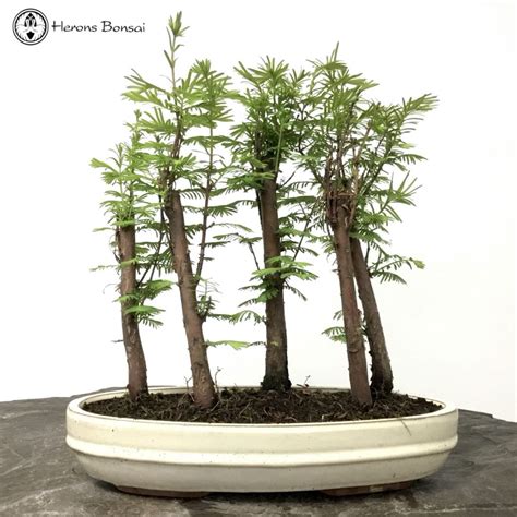 Dawn Redwood Forest Bonsai | Herons Bonsai Nursery