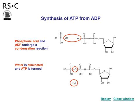 PPT - Synthesis of ATP from ADP PowerPoint Presentation, free download ...