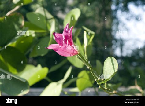 Kachnar tree india hi-res stock photography and images - Alamy