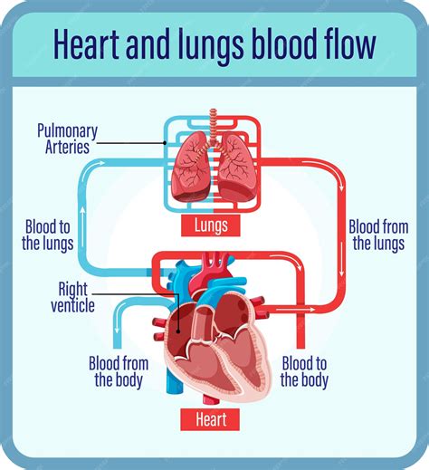 Top 139+ Blood circulation cartoon - Tariquerahman.net