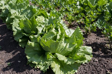 Get growing Mr. Fothergill's Lettuce Iceberg - David Domoney