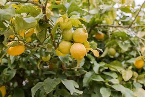 How To Grow And Care For 'Meyer' Lemon Trees