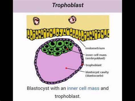 #syntiotrophoblast #cytotrophoblast #trophoblast - YouTube