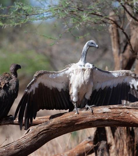 Vulture | African Wildlife Foundation