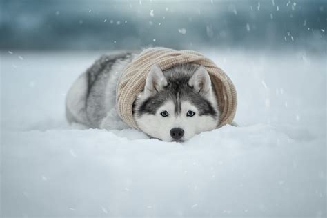 Winter Husky Wallpapers - Wallpaper Cave