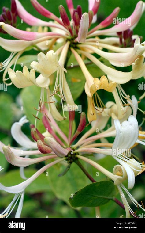 LONICERA PERICLYMENUM GRAHAM THOMAS AGM Stock Photo - Alamy