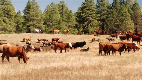 Cattle in Arizona