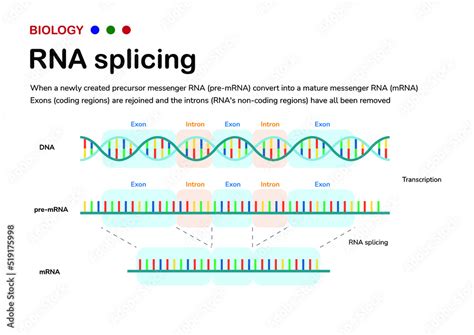 Diagram showing the biological process of RNA splicing to remove intron after transcription and ...