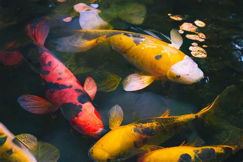 Off Topic: Koi Pond Pumps for Your Garden - Ken Nowak