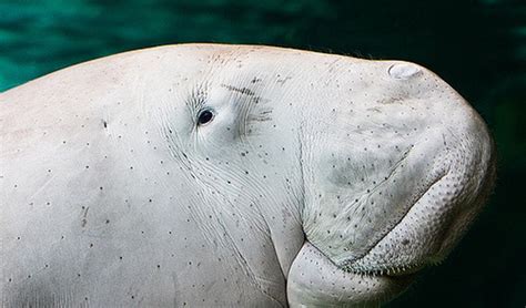 The number of baby dugongs in the Great Barrier Reef has increased - Australian Geographic