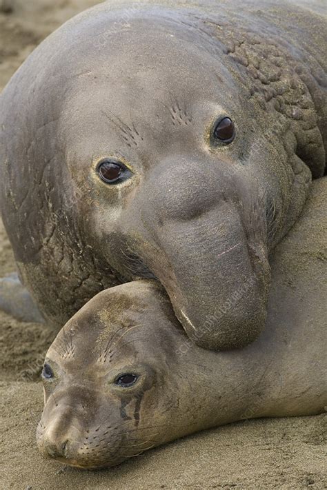 Northern Elephant Seals - Stock Image - C003/8323 - Science Photo Library