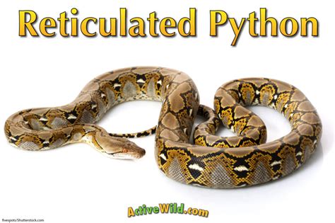 Reticulated Python Facts & Pictures: The Longest Snake In The World