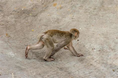 baby of japanese macaque 9995492 Stock Photo at Vecteezy