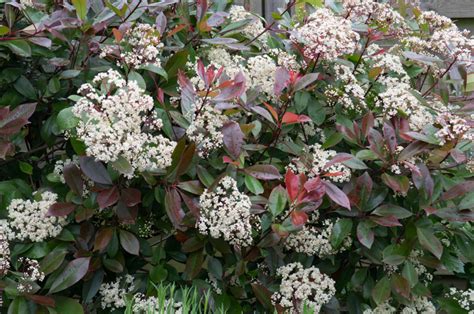 Photinia x fraseri ‘Red Robin’ – Papi Joe's Garden