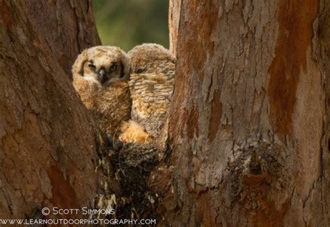 Great Horned Owl Nestlings | Focusing on Wildlife