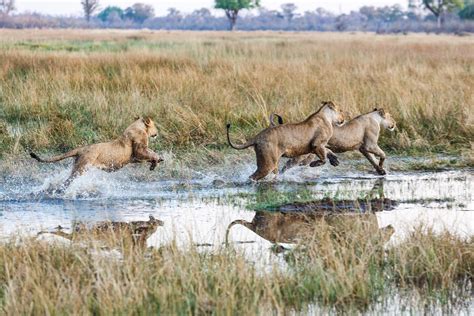 Wildlife of the Okavango Delta | Dano Blanchard Photography