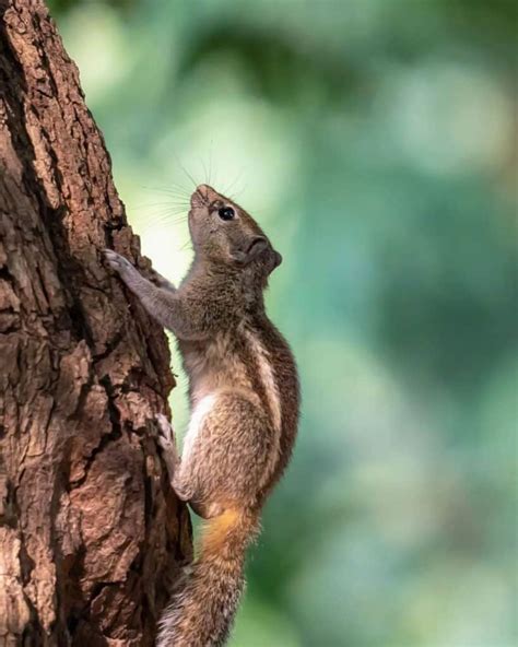 Tree Squirrel - All About Cute And Snappy Mammals - Learn About Nature