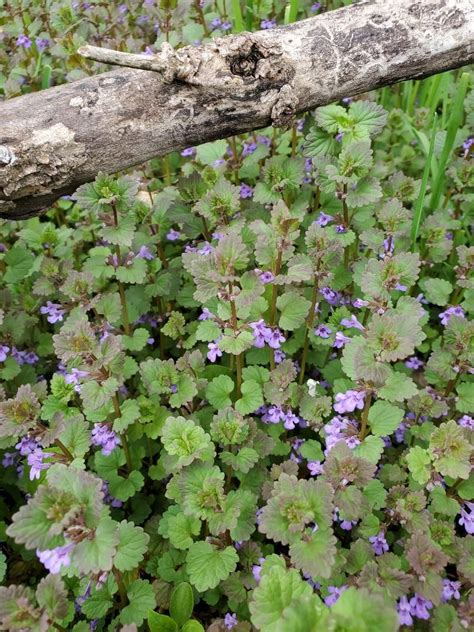 Container Gardening Vegetables, Succulents In Containers, Container ...