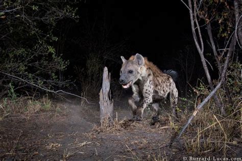 These Rare Wildlife Photos Were Captured with Five Canon DSLR Camera Traps | PetaPixel