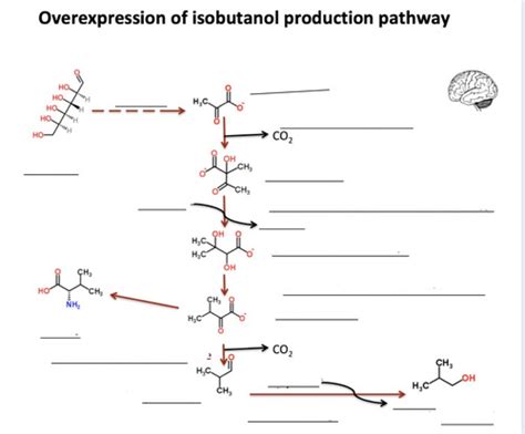 Final - Isobutanol Production in E. Coli Flashcards | Quizlet