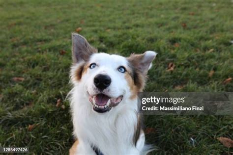 5,209 Happy Border Collie Stock Photos, High-Res Pictures, and Images - Getty Images