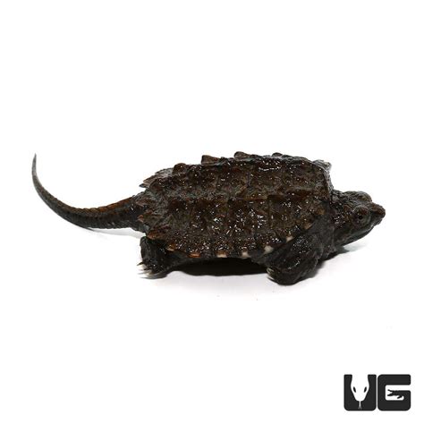 Common Snapping Turtle For Sale