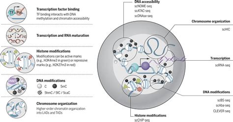 Single-cell epigenomics: Recording the past and predicting the future | Science