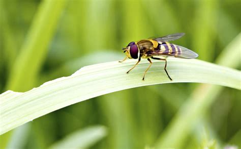 Keep Away the Pests: 8 Garden Pest Control Tips