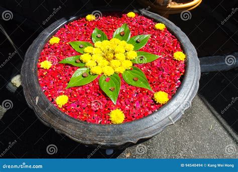 Kolam flowers stock photo. Image of pool, flowers, water - 94540494