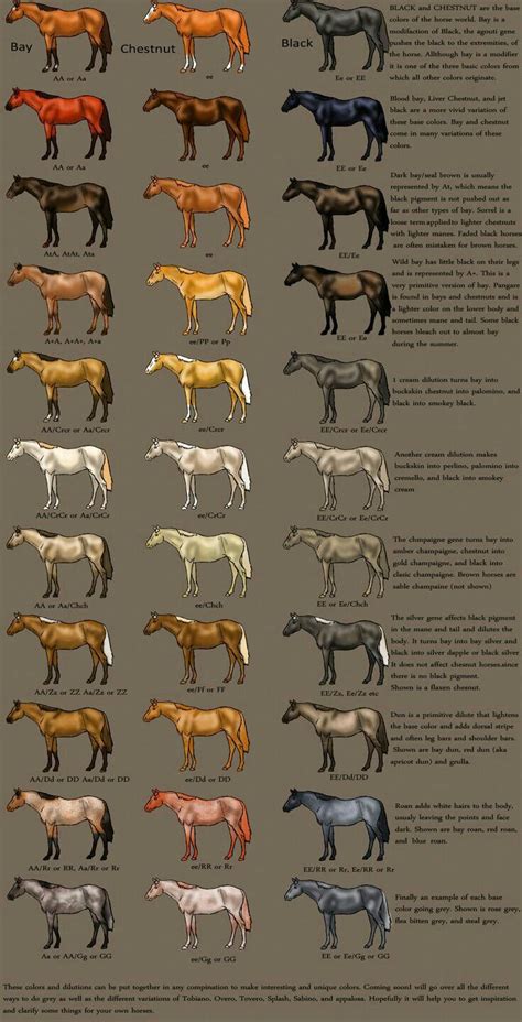 Pin by Crko Rutherford on Funny animals | Horse color chart, Horse coloring, Horse coat colors