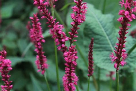 Persicaria amplexicaulis