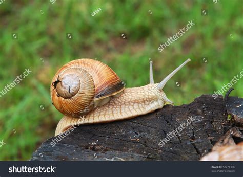 Big Garden Snail Climbing On A Stump Stock Photo 52774366 : Shutterstock