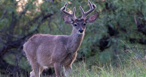 Coues Deer Facts & Information (subspecies of White Tailed Deer)