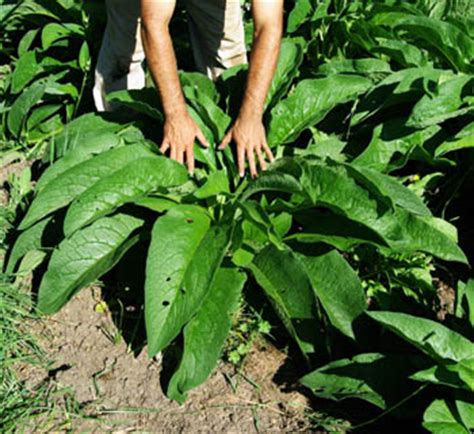 Comfrey, Russian Root Crown Cutting (Bocking 14 Cultivar), organic | Strictly Medicinal Seeds