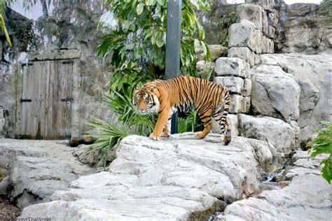 A Quick Visit to Auckland Zoo - Four Around The World