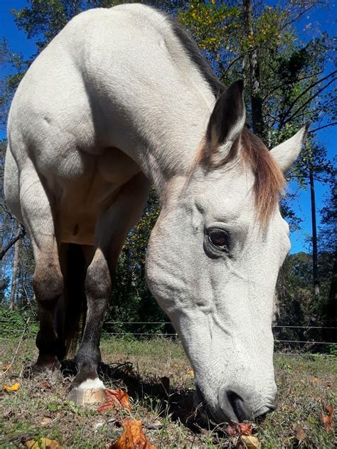 Buckskin horse | Horses, Buckskin horse, Beautiful horses