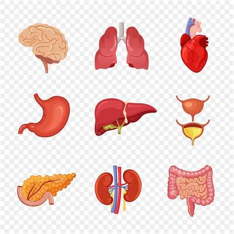 Internal Organs In Human